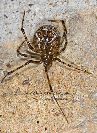 Parasteatoda tepidariorum  COMMON HOUSE SPIDER 6011510 z