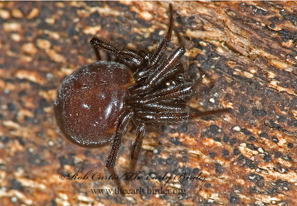 Steatoda borealis 5016860~z