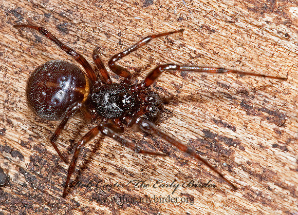 Steatoda borealis 8031593z