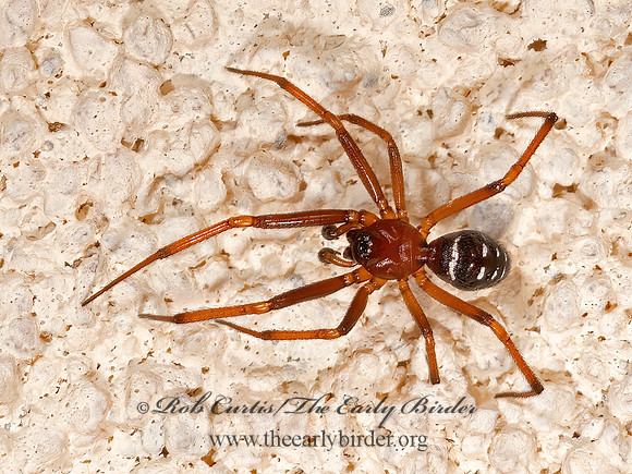 Steatoda punctulata  COBWEB SPIDER 3039437z