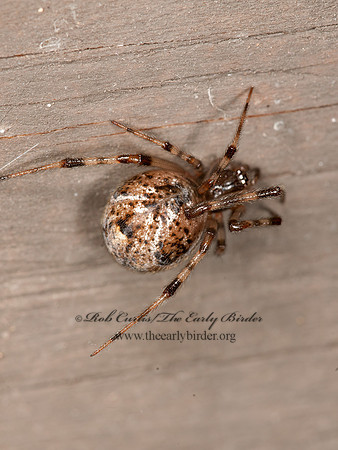 Parasteatoda tepidariorum~  COMMON HOUSE SPIDER 3015680z