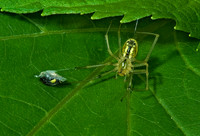 Enoplognatha ovata 4003197z