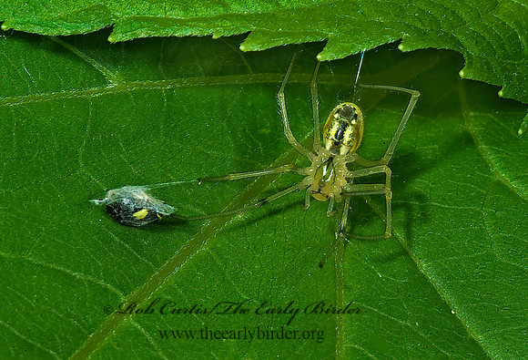 Enoplognatha ovata 4003197z