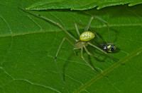 Enoplognatha ovata 4003192z