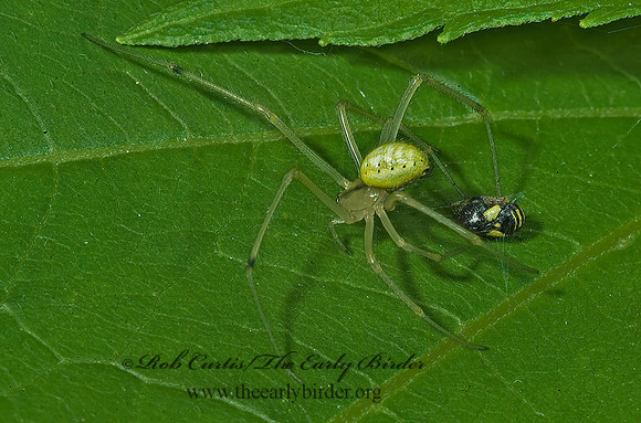 Enoplognatha ovata 4003192z