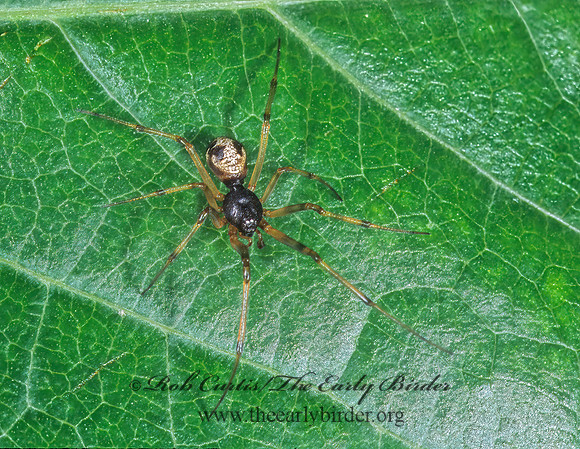 Steatoda triangulosa 1115818z