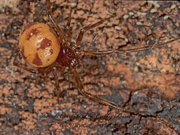 Steatoda triangulosa 215910z