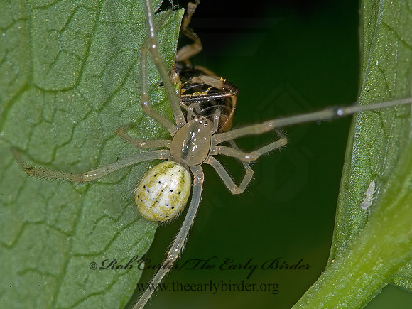 Enoplognatha ovata 6006934z