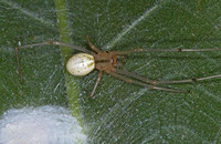 Enoplognatha ovata 6011457z