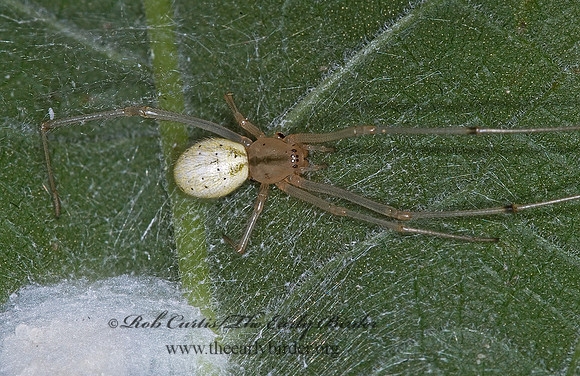 Enoplognatha ovata 6011457z