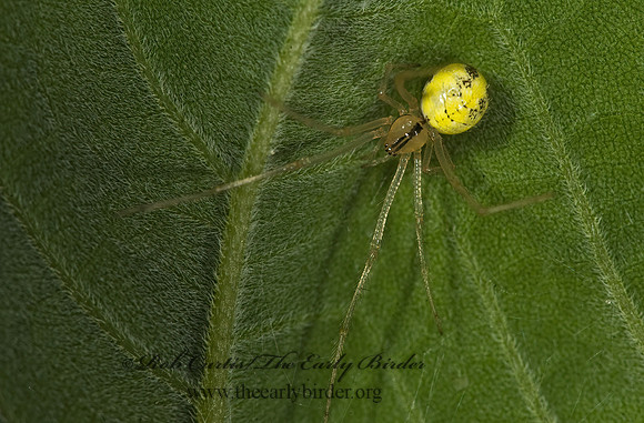 Theridion 8014992z