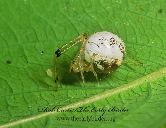Theridion frondeum 1110424z