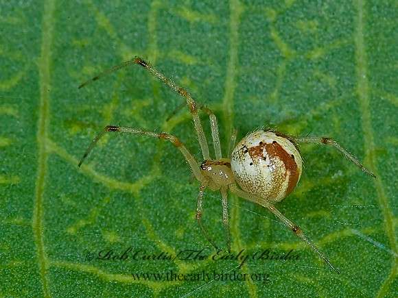 Theridion 7009393z
