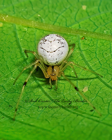 Theridion frondeum 1110426z