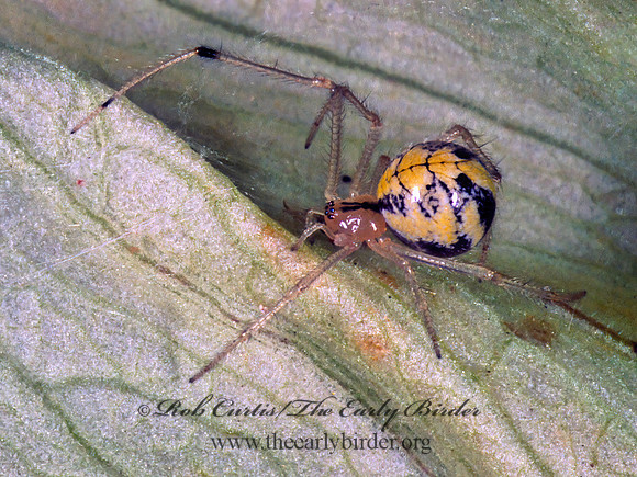 Theridion frondeum 1110414 z