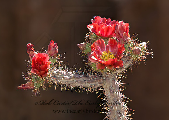 Cylindropuntia versicolor  STAGHORN CHOLLA 5005642z