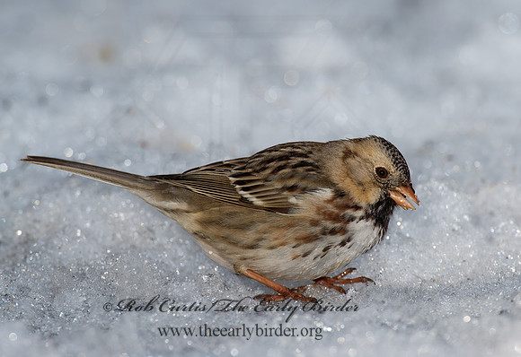 Zonotrichia querula  HARRIS'S SPARROW 8001260z