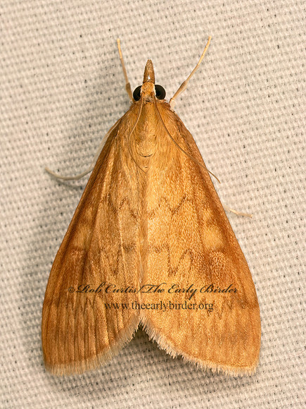 Ostrinia penitalis  AMERICAN LOTUS BORER MOTH 9083836z