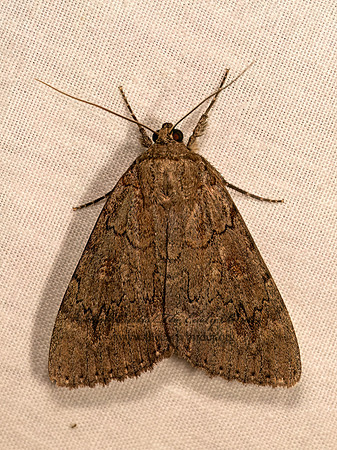 Catocala obscura  OBSCURE UNDERWING 9083523z