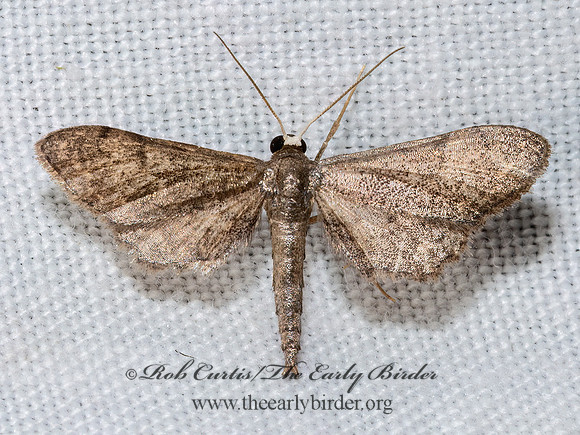 Protoproutia laredoata~  STERRHINI GEOMETER3039352z