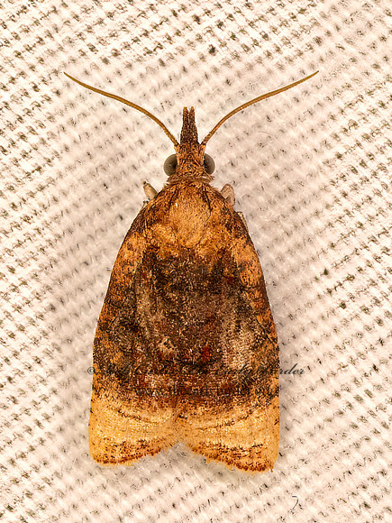 Platynota flavedana  BLACK-SHADED PLATYNOTA MOTH 9084026z