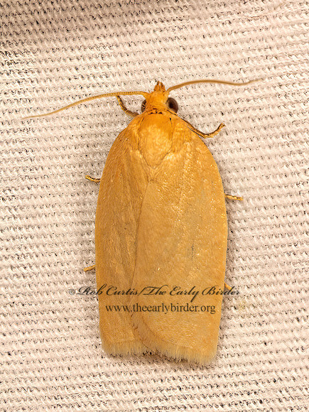 Xenotemna pallorana  PALLID LEAFROLLER MOTH 9084097z
