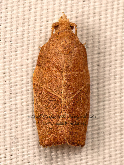 Pandemis limitata  3-LINED LEAFROLLER 9083989z