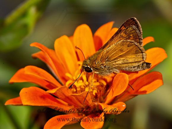 Atalopedes campestris  SACHEM SKIPPER 9052423z
