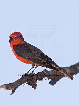 Pyrocephalus rubinus  VERMILION FLYCATCHER 7008588Z