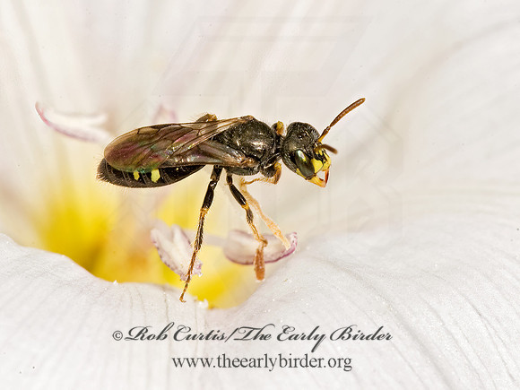 Perdita (Perdita) halictoides 8015752z