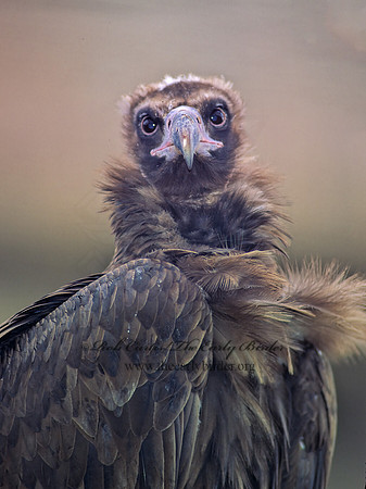 Aegypius monachus  CINEREOUS VULTURE 138611z