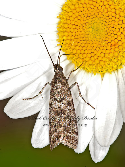 Phycitini  PYRALID MOTH 9036027z