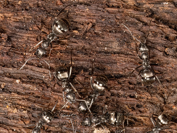Formica fusca group  BLACK ANT 9087131z