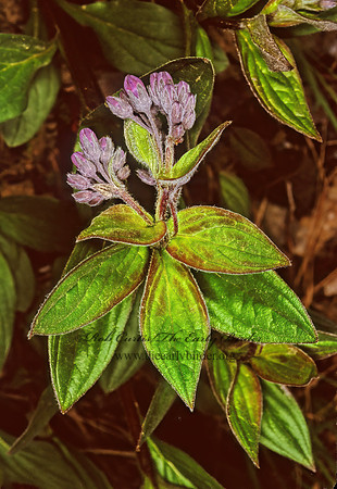 Mertensia paniculata 241435z
