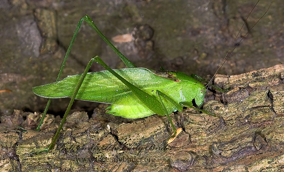 Amblycorypha huasteca  TEXAS OBLONG-WINGED KATYDID 6023713z
