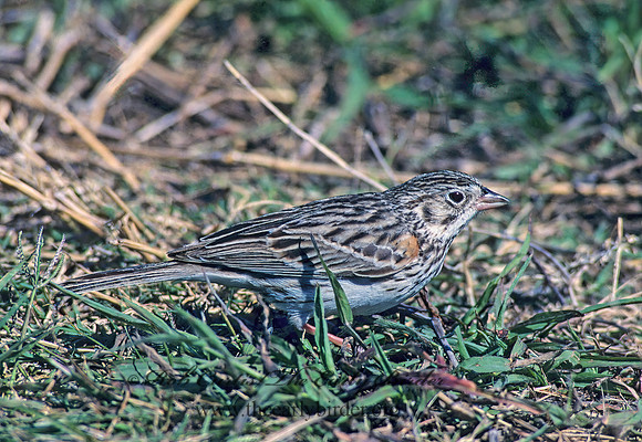 Pooecetes gramineus  VESPER SPARROW  88817z