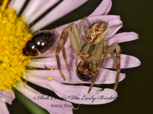 Mecaphesa  CRAB SPIDER 9053245z