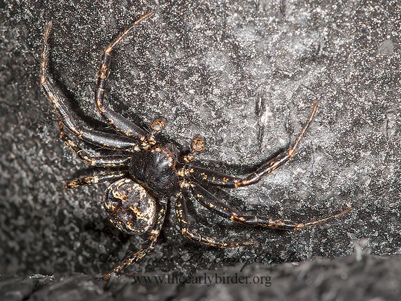 Bassaniana versicolor  BARK CRAB SPIDER   8032967z