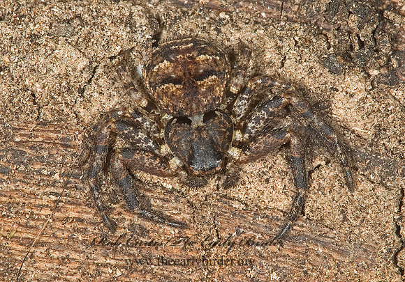 Bassaniana versicolor  BARK CRAB SPIDER 5016863z