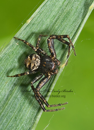 Bassaniana versicolor 8004881z