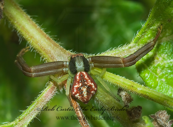 Mecaphesa dubia 6023514z