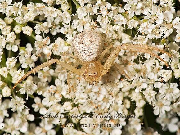 Mecaphesa 8015947z