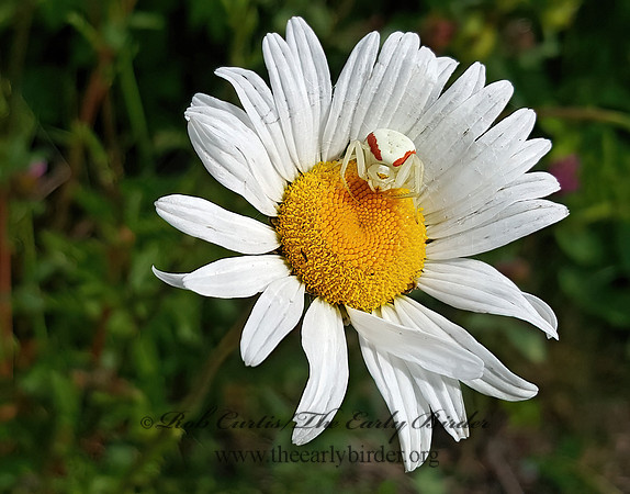 Misumena vatia  GOLDENROD CRAB SPIDER  2000058z