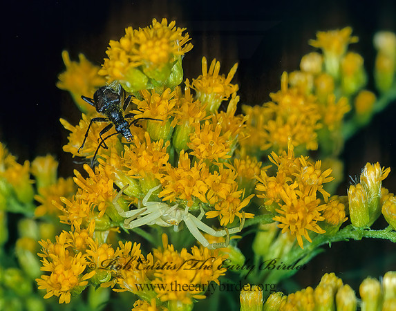 Misumena vatia  GOLDENROD CRAB SPIDER 31620 Fz