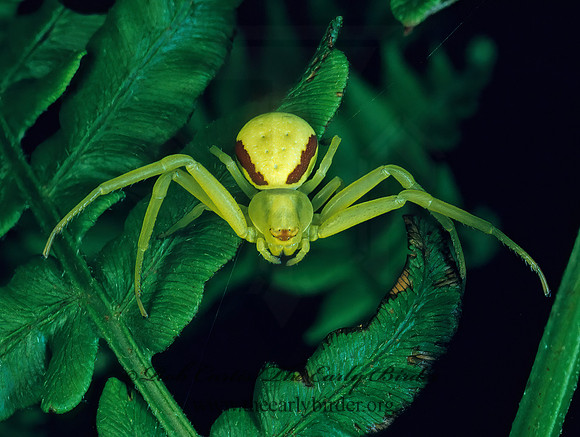 Misumena vatia  GOLDENROD CRAB SPIDER 176437 Fz