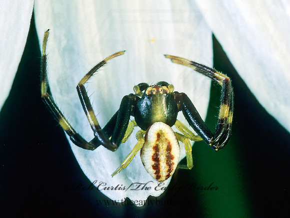 Misumena vatia  GOLDENROD CRAB SPIDER 176916 Mz