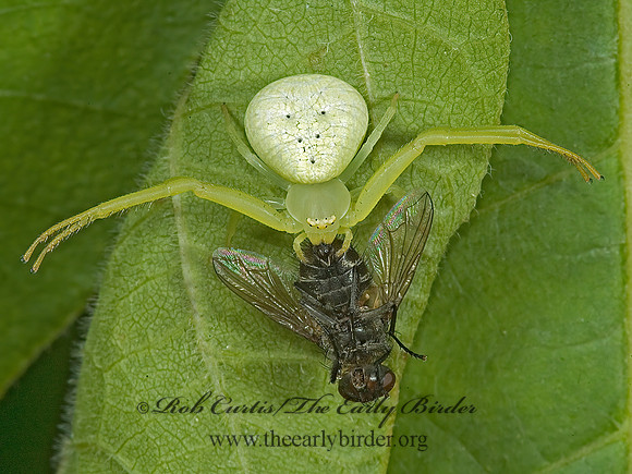 Misumena vatia  GOLDENROD CRAB SPIDER 5009428z
