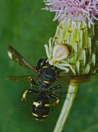 Misumena vatia  GOLDENROD CRAB SPIDER 5012326 with Ectemnius conitguusz