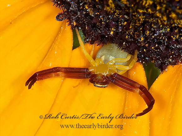 Misumena vatia  GOLDENROD CRAB SPIDER 6008574z