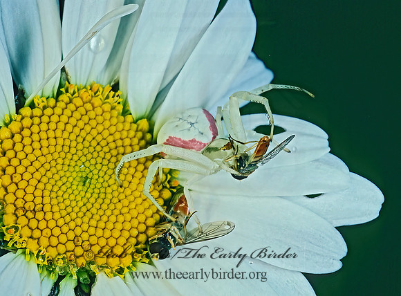 Misumena vatia  GOLDENROD CRAB SPIDER 176923 Fz